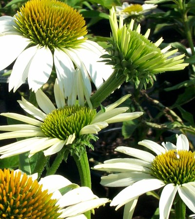 Coneflower White Swan